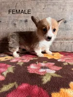 Corgi, a female Pembroke Welsh Corgi for sale in Vermontville, MI – Photo 1 of 2