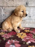 Male 1, a male Golden Retriever for sale in Vermontville, MI – 2 of 4