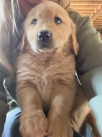 Male , a male Golden Retriever for sale in Vermontville, MI – 4 of 5
