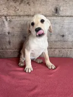 Female , a male Labrador Retriever for sale in Vermontville, MI – 3 of 5