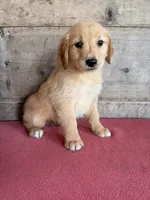 Female , a female Golden Retriever for sale in Vermontville, MI – 2 of 2