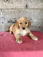 Male, a male Golden Retriever for sale in Vermontville, MI – 2 of 4