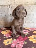 Female , a female Labrador Retriever for sale in Vermontville, MI – 7 of 7