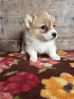 Male, a male Pembroke Welsh Corgi for sale in Vermontville, MI – 2 of 4
