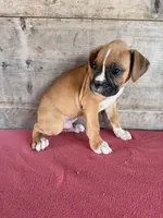 Male, a male Boxer for sale in Vermontville, MI – 5 of 6