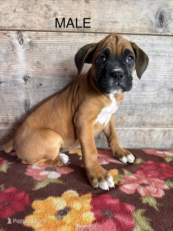 Male – Boxer puppy for sale in Vermontville, MI
