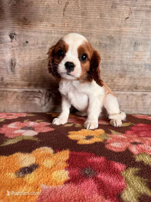 Male  – Cavalier King Charles Spaniel puppy for sale in Vermontville, MI