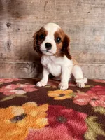 Male , a male Cavalier King Charles Spaniel for sale in Vermontville, MI – 1 of 3