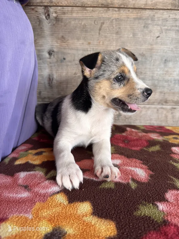 Female  – Miniature American Shepherd puppy for sale in Vermontville, MI