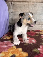 Female , a male Miniature American Shepherd for sale in Vermontville, MI – 1 of 5
