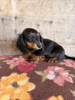 Female , a female Miniature Dachshund for sale in Vermontville, MI – 5 of 7