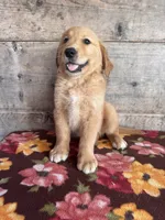 Male, a male Golden Retriever for sale in Vermontville, MI – 2 of 4