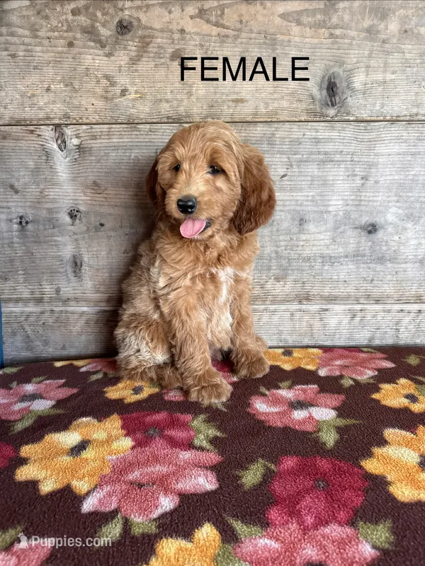 Female – Miniature Goldendoodle puppy for sale in Vermontville, MI