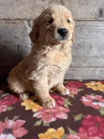 Male, a female Golden Retriever for sale in Vermontville, MI – Photo 4 of 4