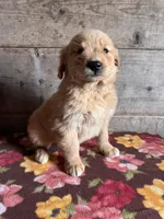 Male, a female Golden Retriever for sale in Vermontville, MI – Photo 3 of 4