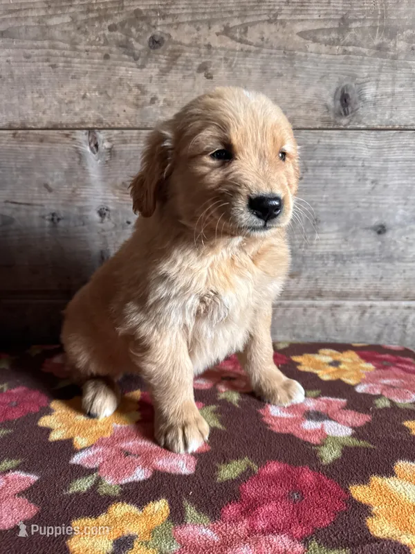 Male – Golden Retriever puppy for sale in Vermontville, MI