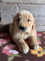 Male, a female Golden Retriever for sale in Vermontville, MI – Photo 2 of 4