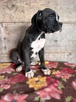 Male , a male Boxer for sale in Vermontville, MI – 3 of 3