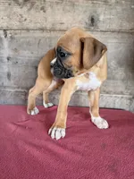 Male, a male Boxer for sale in Vermontville, MI – 3 of 6