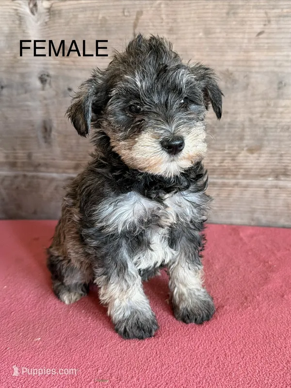 Female  – Miniature Schnauzer puppy for sale in Vermontville, MI