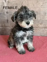 Female , a female Miniature Schnauzer for sale in Vermontville, MI – 1 of 3