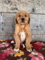 Female, a female Golden Retriever for sale in Vermontville, MI – Photo 2 of 3