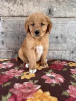 Female, a female Golden Retriever for sale in Vermontville, MI – Photo 3 of 3