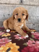 Female, a female Golden Retriever for sale in Vermontville, MI – Photo 1 of 3