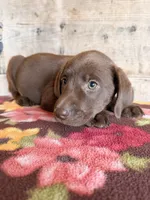 Female , a female Labrador Retriever for sale in Vermontville, MI – 5 of 7