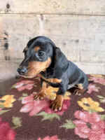 Male, a male Miniature Dachshund for sale in Vermontville, MI – 2 of 6