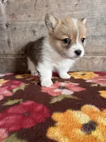 Male, a male Pembroke Welsh Corgi for sale in Vermontville, MI – 4 of 4