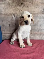 Male , a male Labrador Retriever for sale in Vermontville, MI – 3 of 5