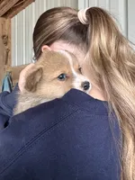 Male, a male Pembroke Welsh Corgi for sale in Vermontville, MI – 5 of 6