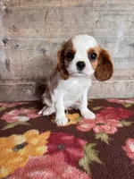 Male , a male Cavalier King Charles Spaniel for sale in Vermontville, MI – 4 of 4