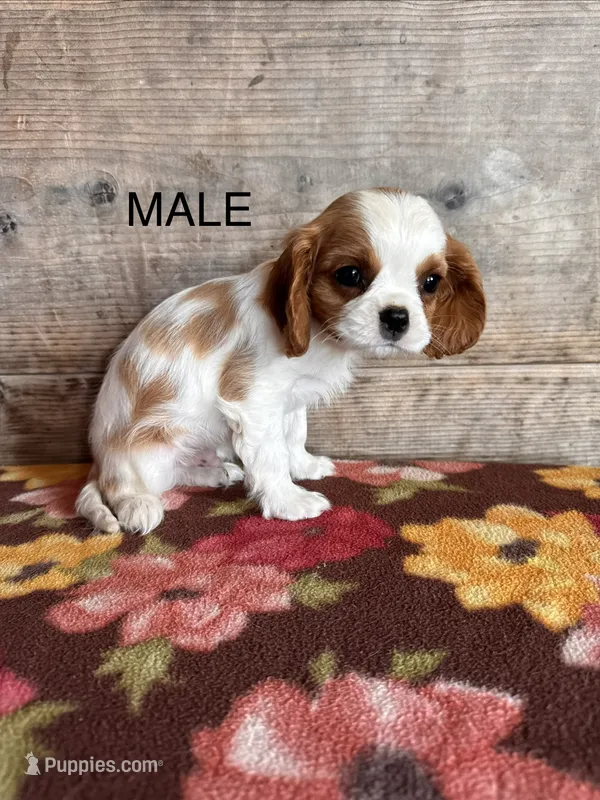 Male  – Cavalier King Charles Spaniel puppy for sale in Vermontville, MI