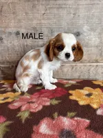 Male , a male Cavalier King Charles Spaniel for sale in Vermontville, MI – 1 of 4