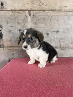 Male , a male Pembroke Welsh Corgi for sale in Vermontville, MI – 5 of 7