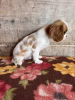 Male , a male Cavalier King Charles Spaniel for sale in Vermontville, MI – 3 of 4