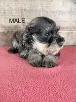 Male , a male Miniature Schnauzer for sale in Vermontville, MI – 2 of 4
