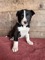 Male , a male Border Collie for sale in Vermontville, MI – Photo 2 of 3