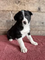 Male , a male Border Collie for sale in Vermontville, MI – Photo 1 of 3