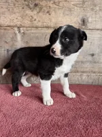 Male , a male Border Collie for sale in Vermontville, MI – Photo 3 of 3