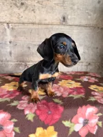 Female , a female Miniature Dachshund for sale in Vermontville, MI – 4 of 4