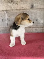 Female , a male Pembroke Welsh Corgi for sale in Vermontville, MI – 5 of 7