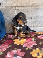 Female, a female Beagle for sale in Vermontville, MI – 3 of 6