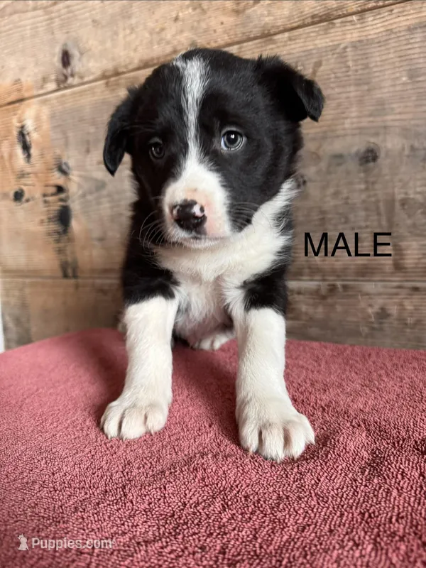 Male – Border Collie puppy for sale in Vermontville, MI