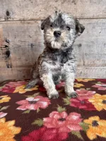 Male , a female Miniature Schnauzer for sale in Vermontville, MI – Photo 5 of 5