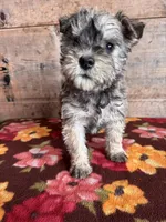 Male , a female Miniature Schnauzer for sale in Vermontville, MI – Photo 3 of 5