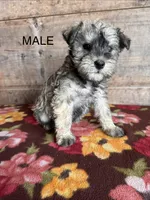 Male , a female Miniature Schnauzer for sale in Vermontville, MI – Photo 2 of 5