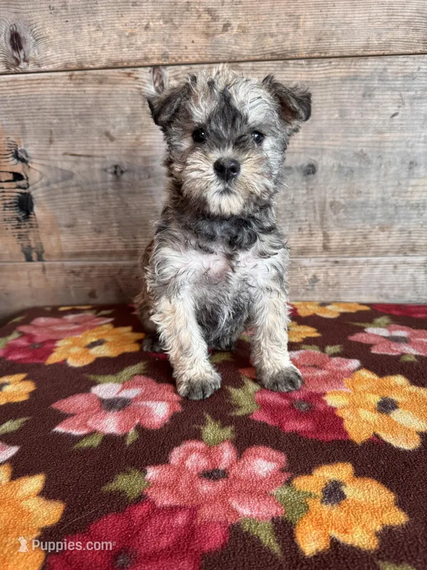 Male , a female Miniature Schnauzer for sale in Vermontville, MI – Photo 1 of 5